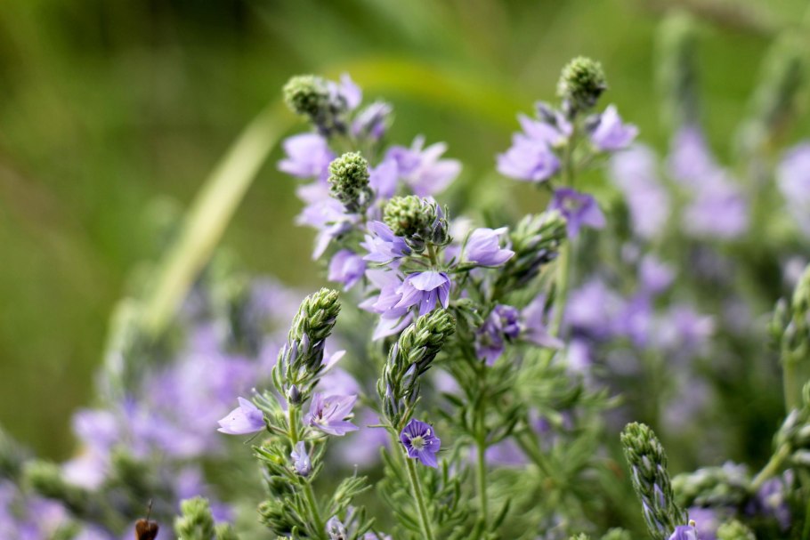 Вероника Северная трава