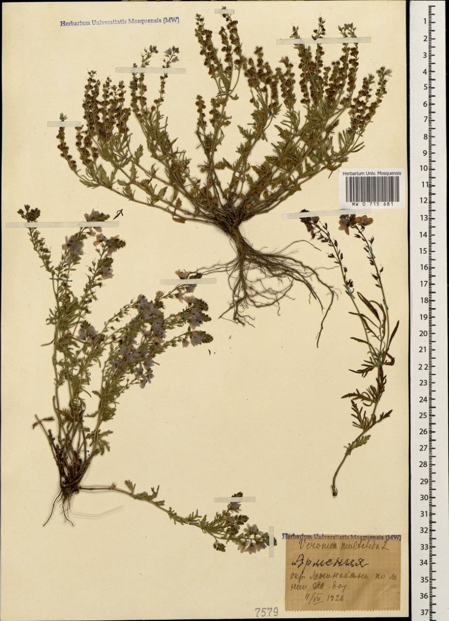 Вероника многораздельная корневая система
