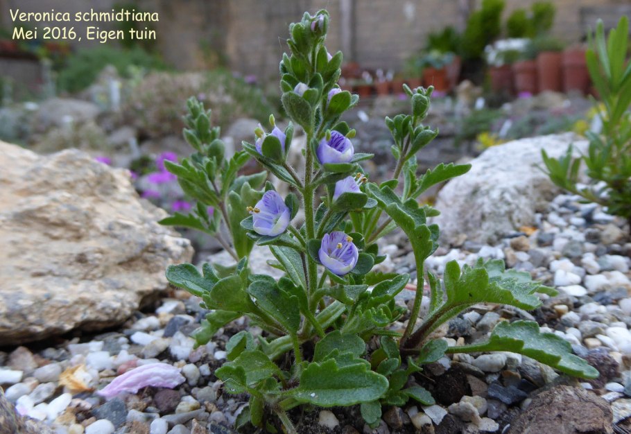 Вероника Полевая
