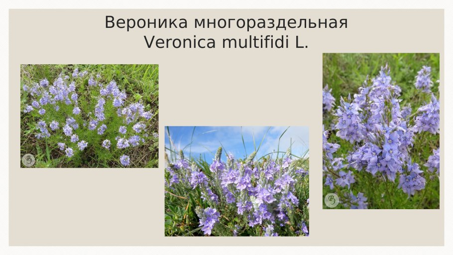 Майские лекарственные травы