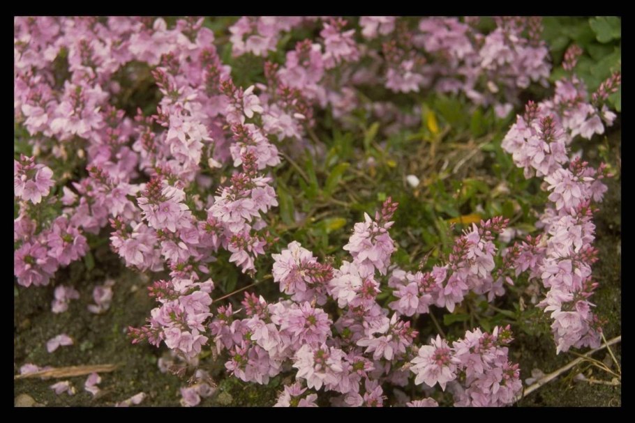 Вероника Шмидта Veronica schmidtiana