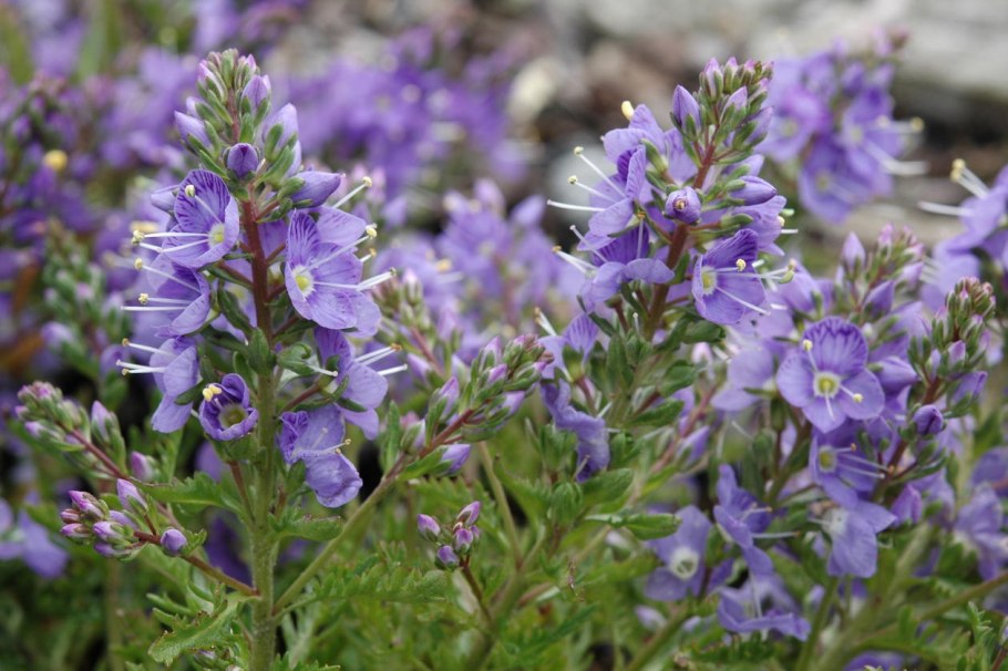 Вероника многораздельная формула