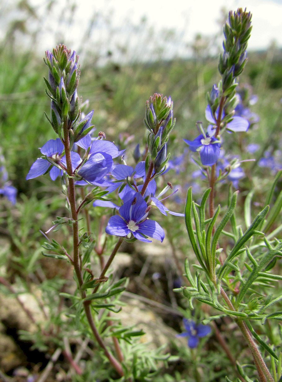 Вероника Шмидта Veronica schmidtiana