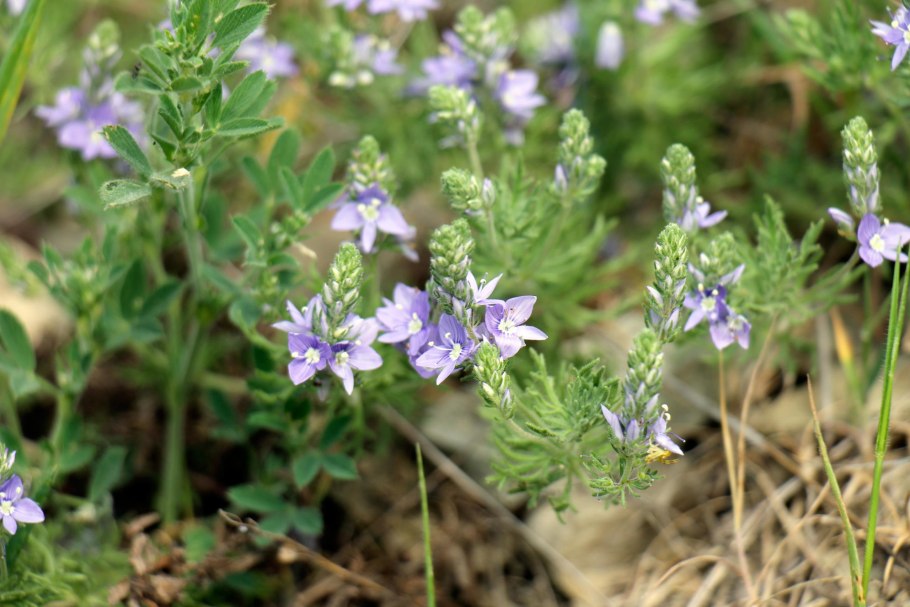 Вероника растение многораздельная