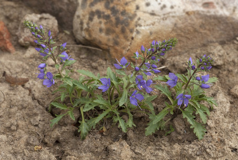 Вероника колосковая (Veronica spicata )