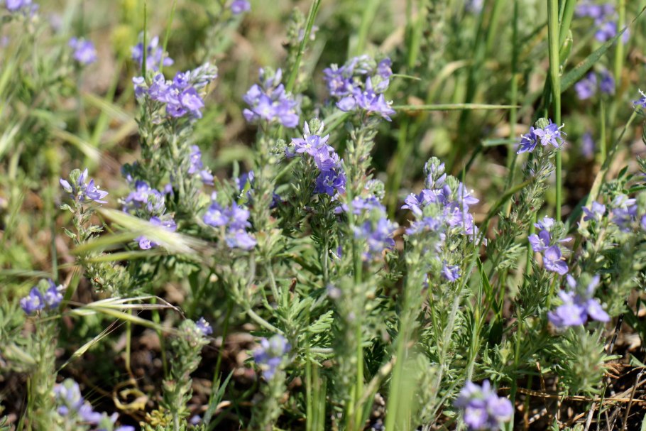 Вероника многораздельная систематика