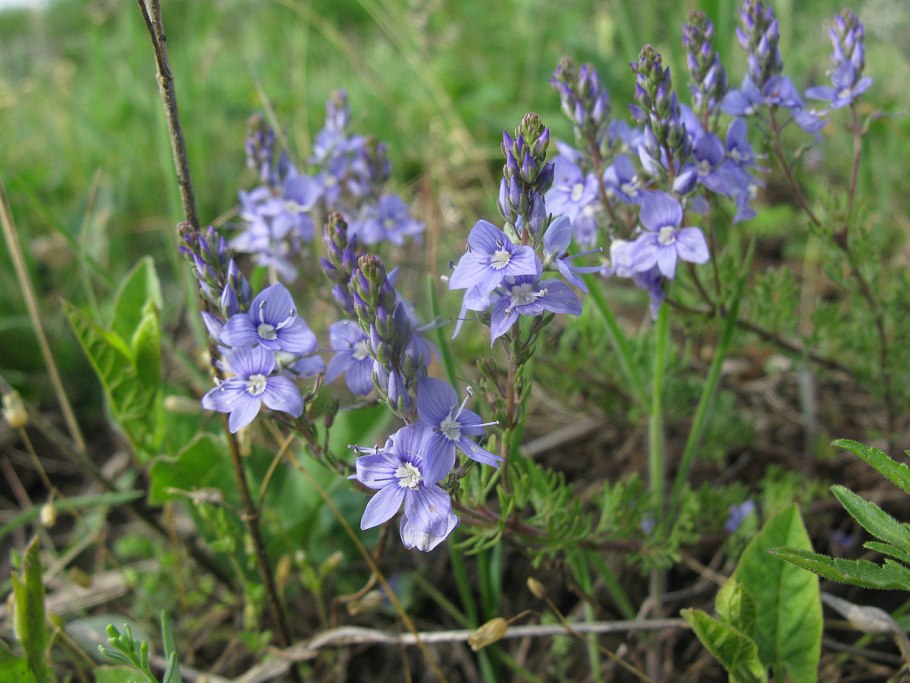 Вероника многораздельная (multifida