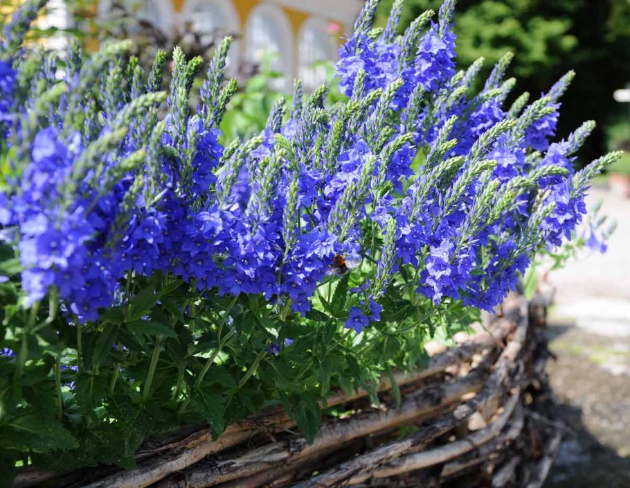 Вероника роял блю