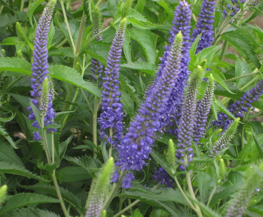 Вероника длиннолистная и лекарственная