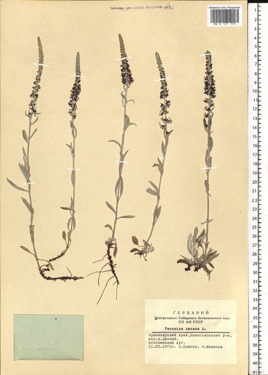 Вероника седая veronica incana