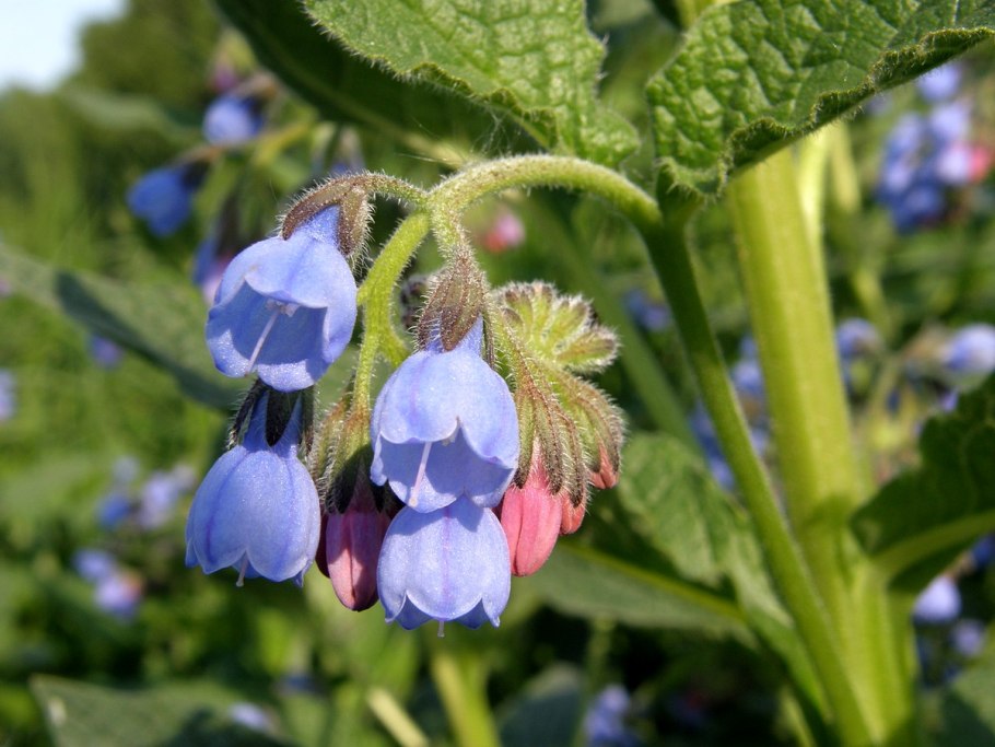 Окопник (Symphytum)