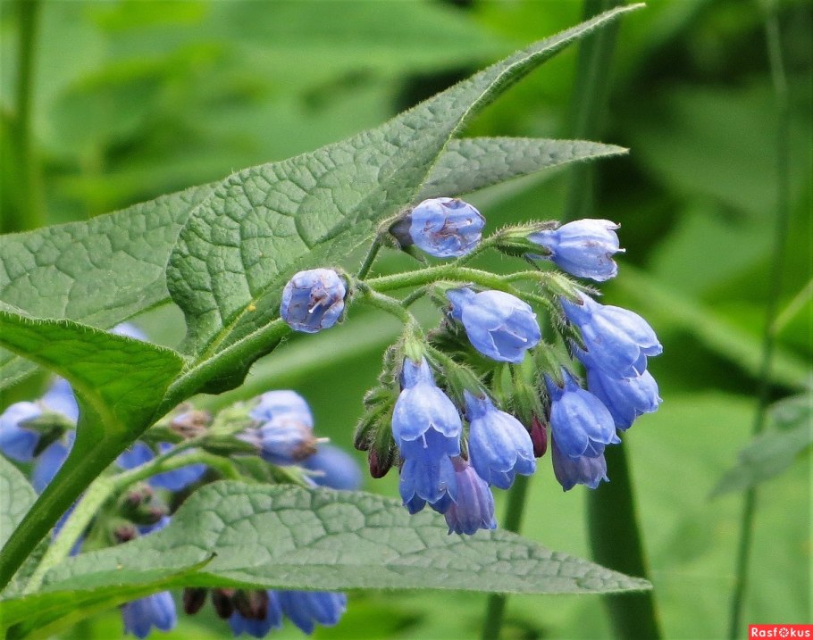 Окопник Symphytum grandiflorum