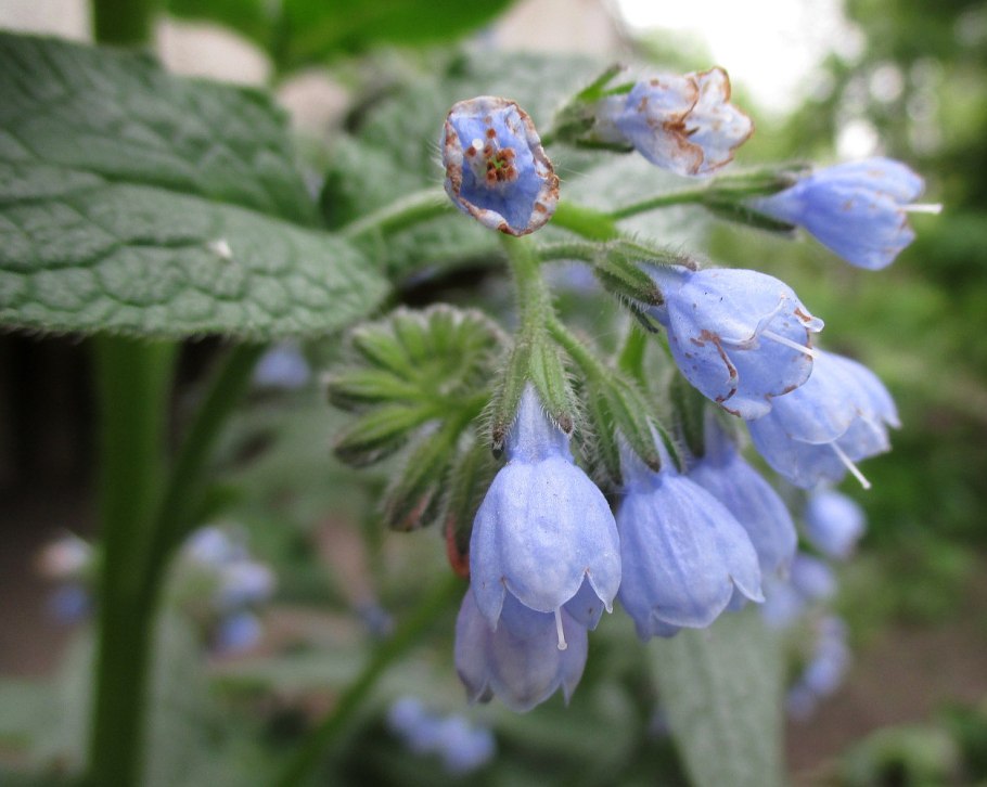Окопник кавказский Symphytum caucasicum