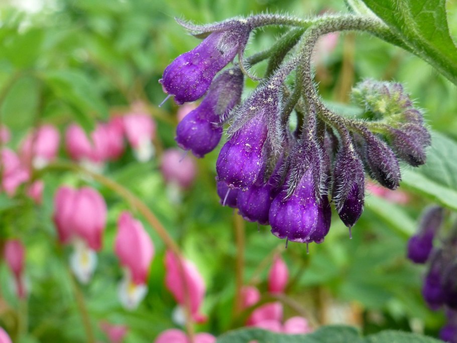 Symphytum officinale окопник