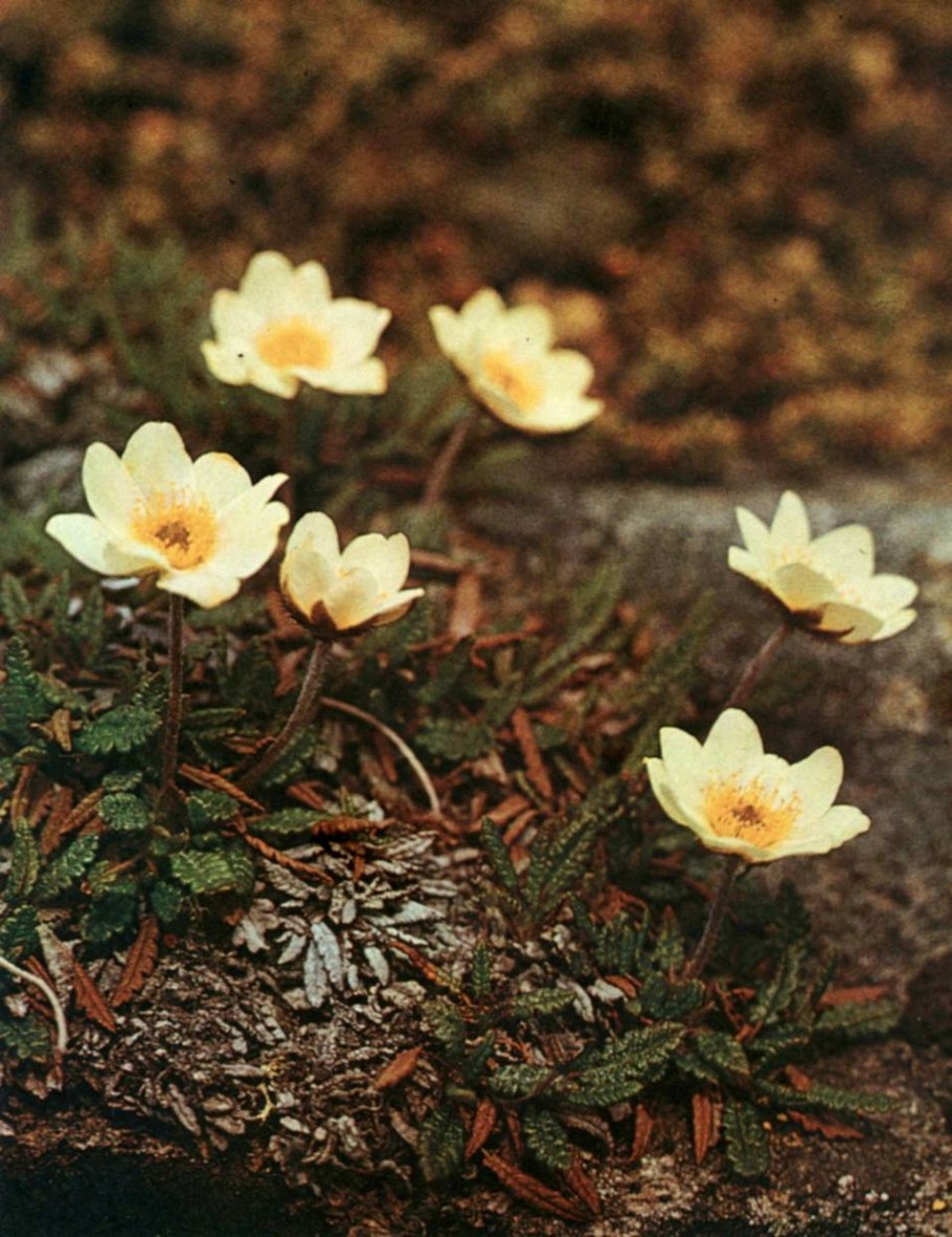 Дриада точечная (Dryas punctata)