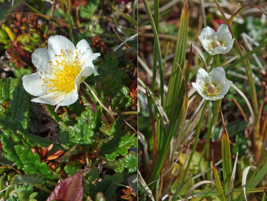 Дриада Восьмилепестковая