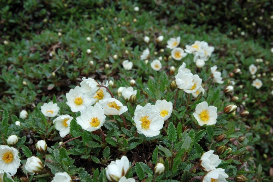 Дриада куропаточная трава