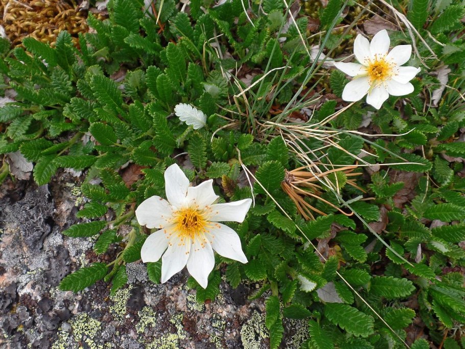 Дриада точечная (Dryas punctata)