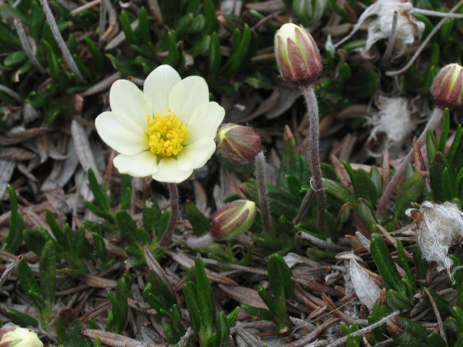 Дриада куропаточья трава