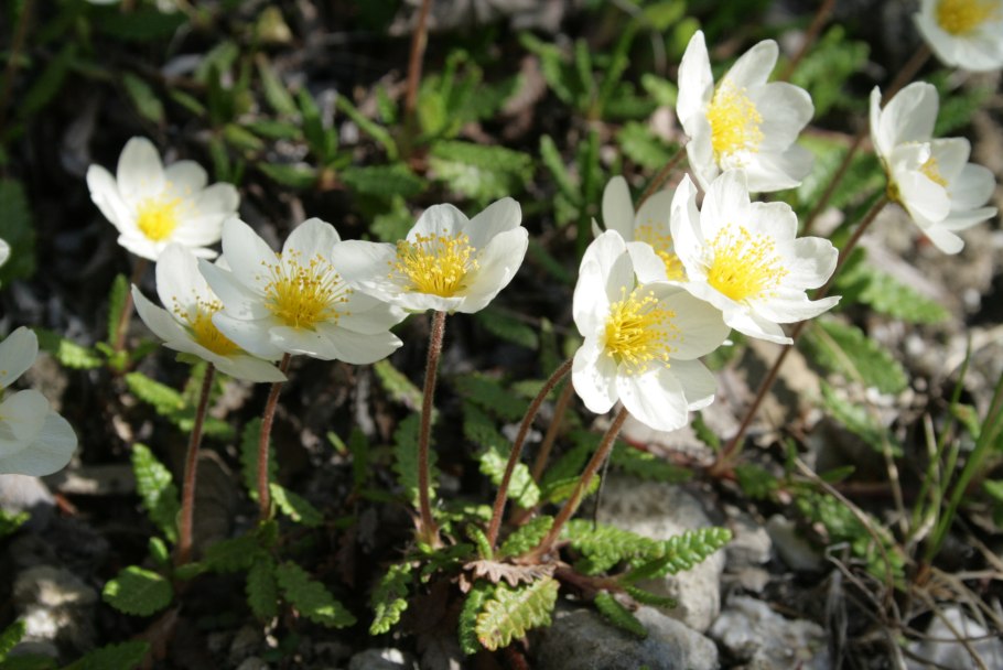 Дриада Зюндермана (Dryas suendermannii') p9