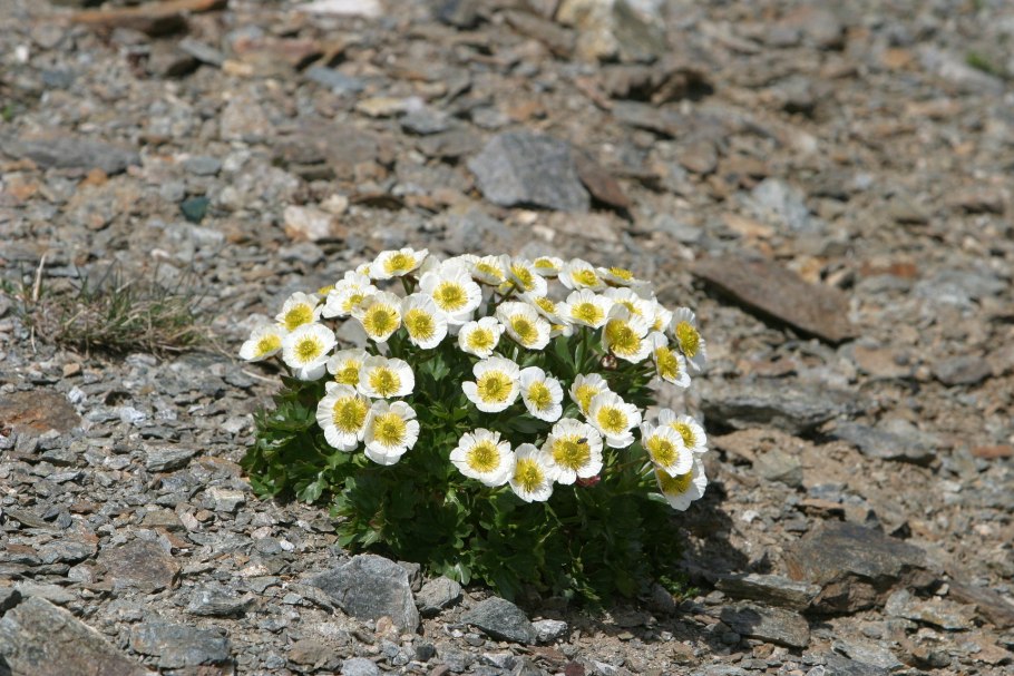 Альпийская Серебрянка (Dryas octopetala).