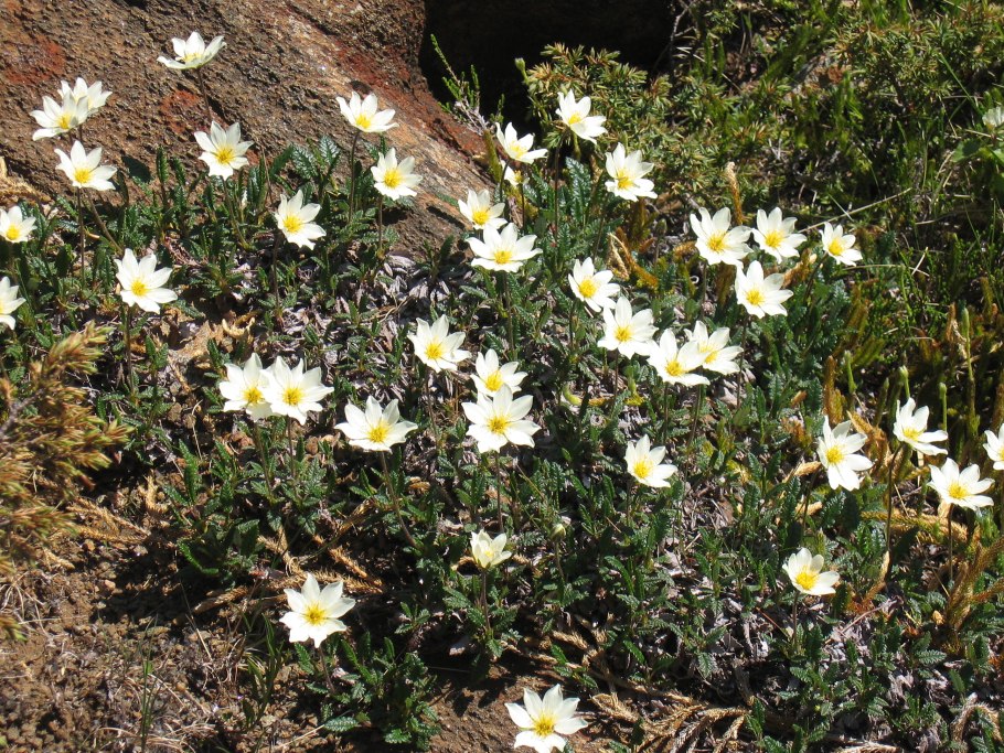 Цветок Mountain Avens фото.