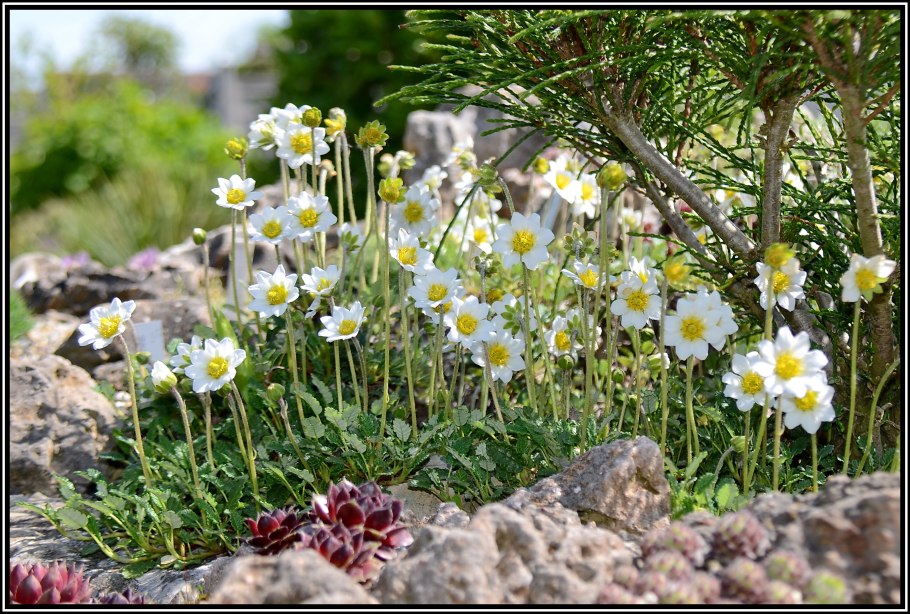 Дриада в тундре
