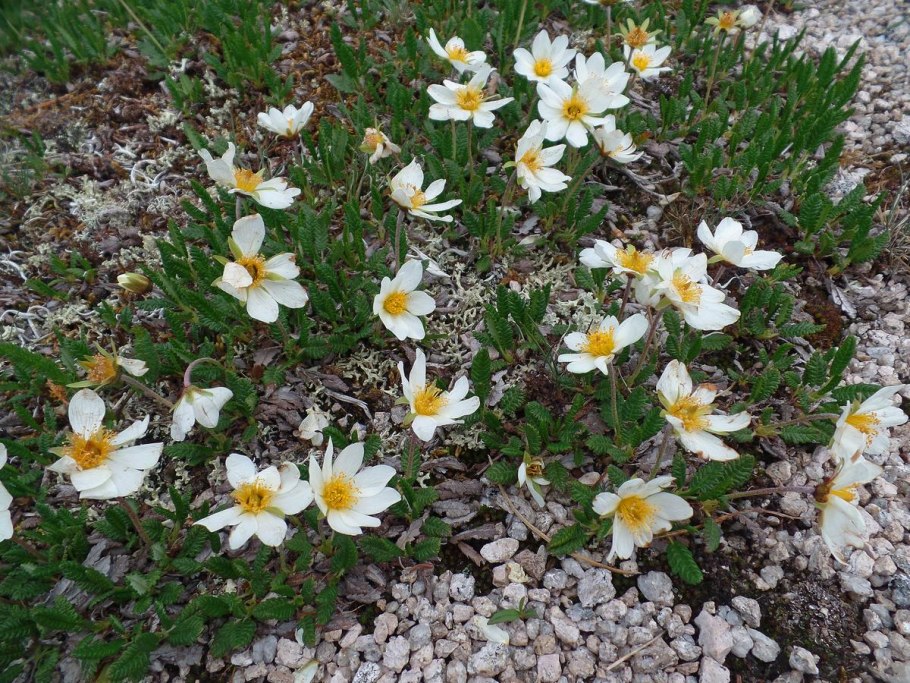 Dryas integrifolia