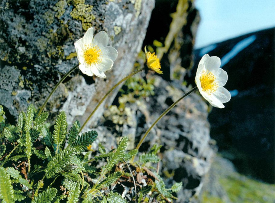 Растительный мир холодного пояса
