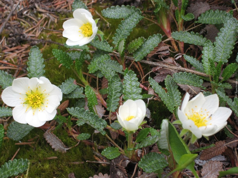 Dryas octopetala