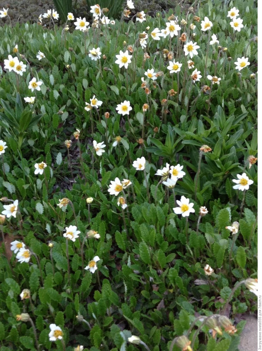 Горный цветок джисиана