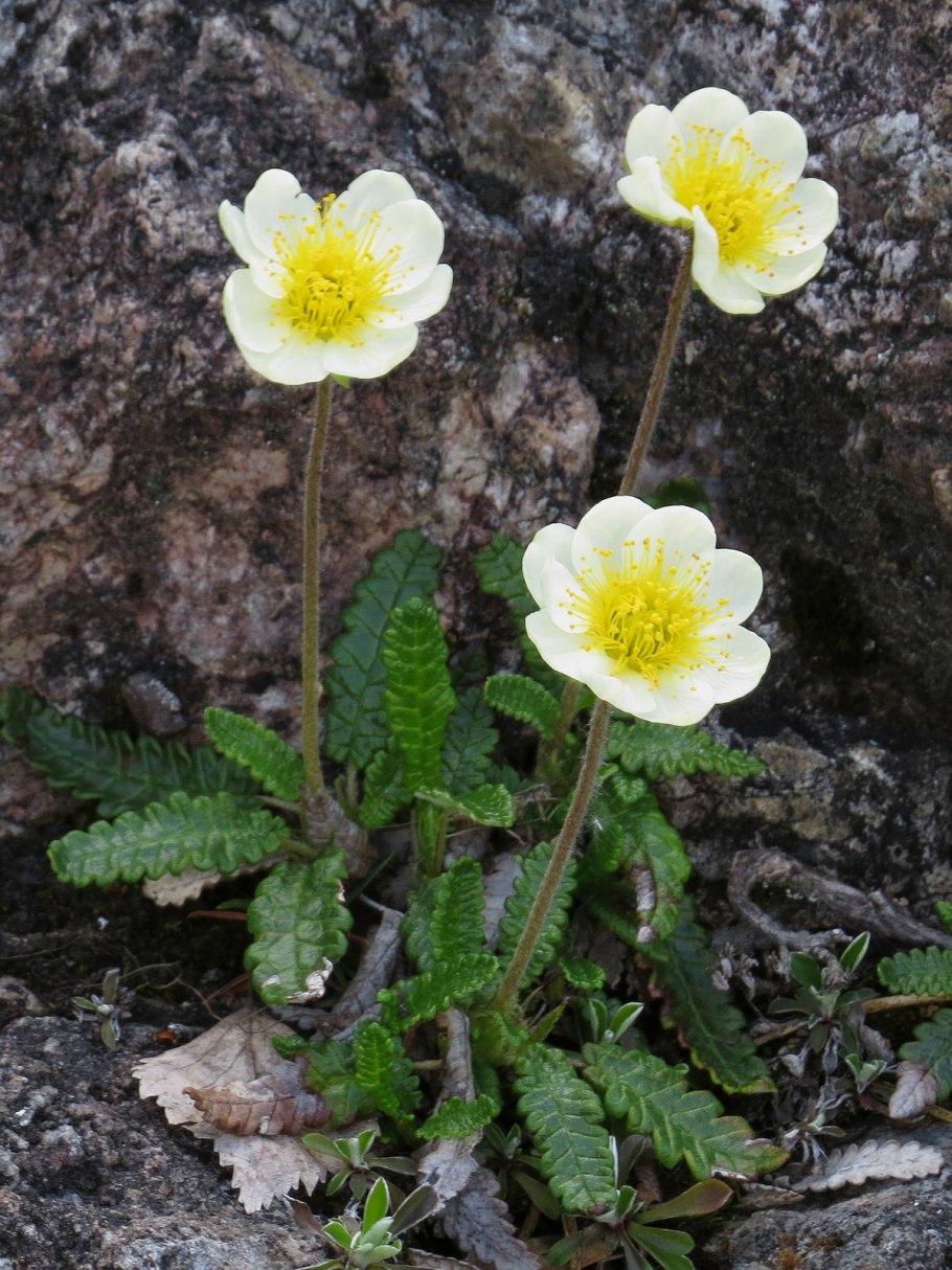 Mountain Avens
