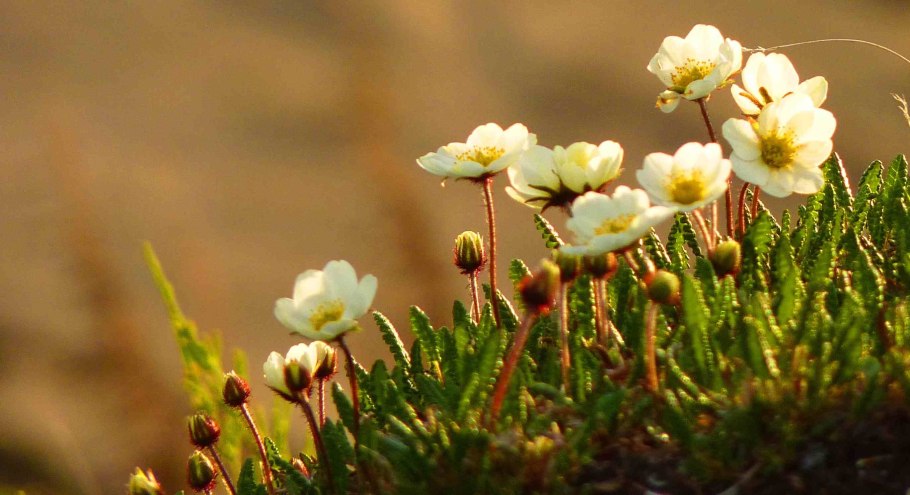 Дриада Восьмилепестковая Dryas octopetala