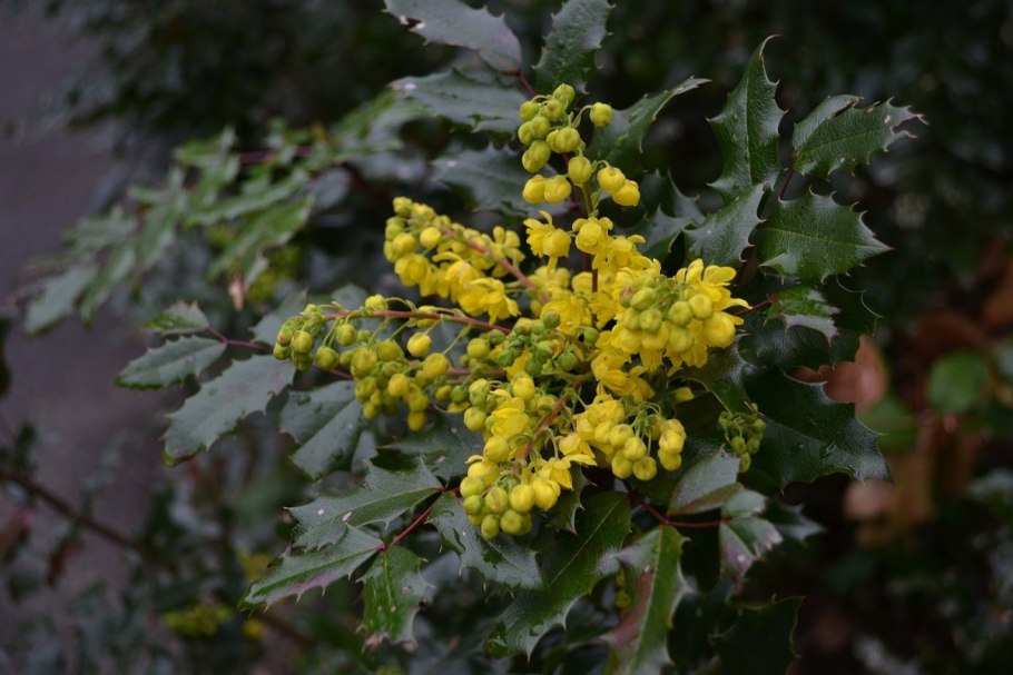Магония непальская