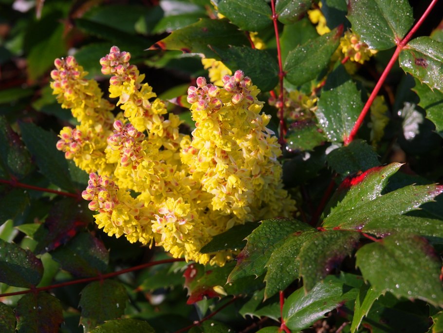 Магнолия поддуболистная