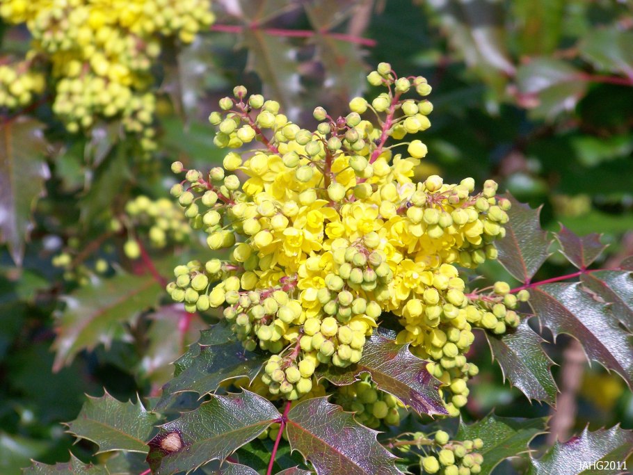 Магония аквифолиум