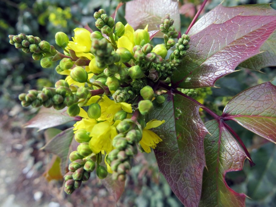 Магония Поддубная