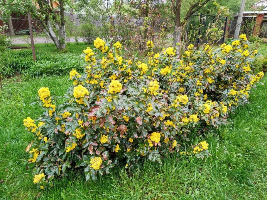 Магония падуболистная куст
