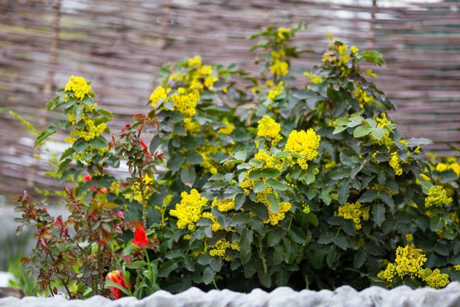 Магнолия падуболистная куст