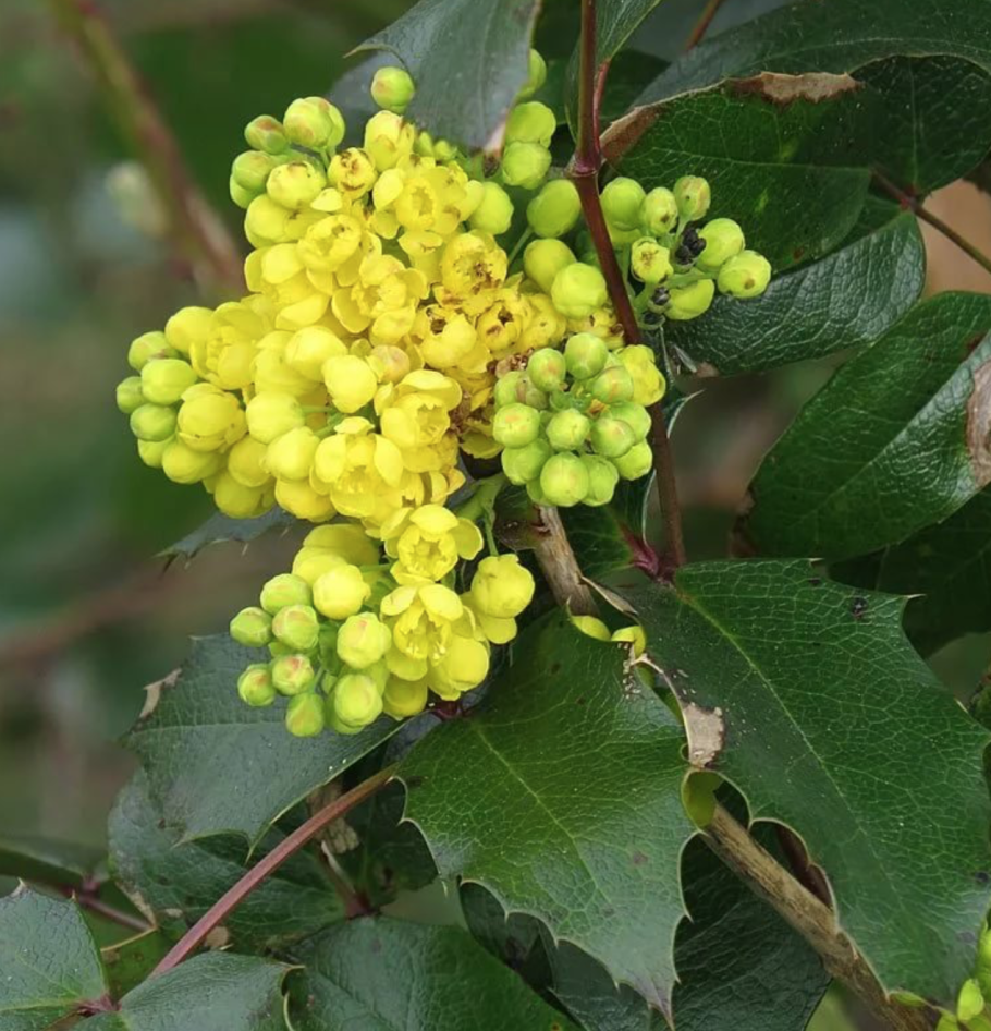 Магония "подуболистная