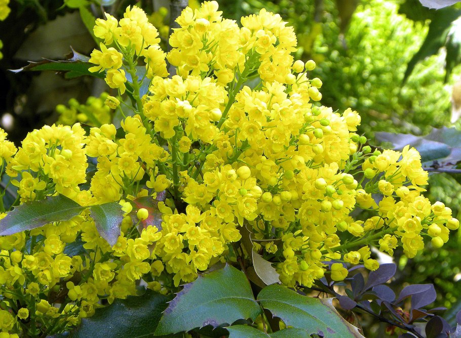 Магнолия поддуболистная