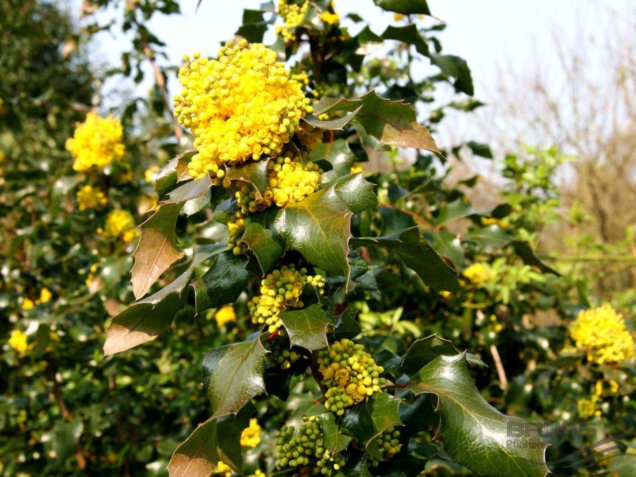 Магония подуболистная Мahonia aquifolia