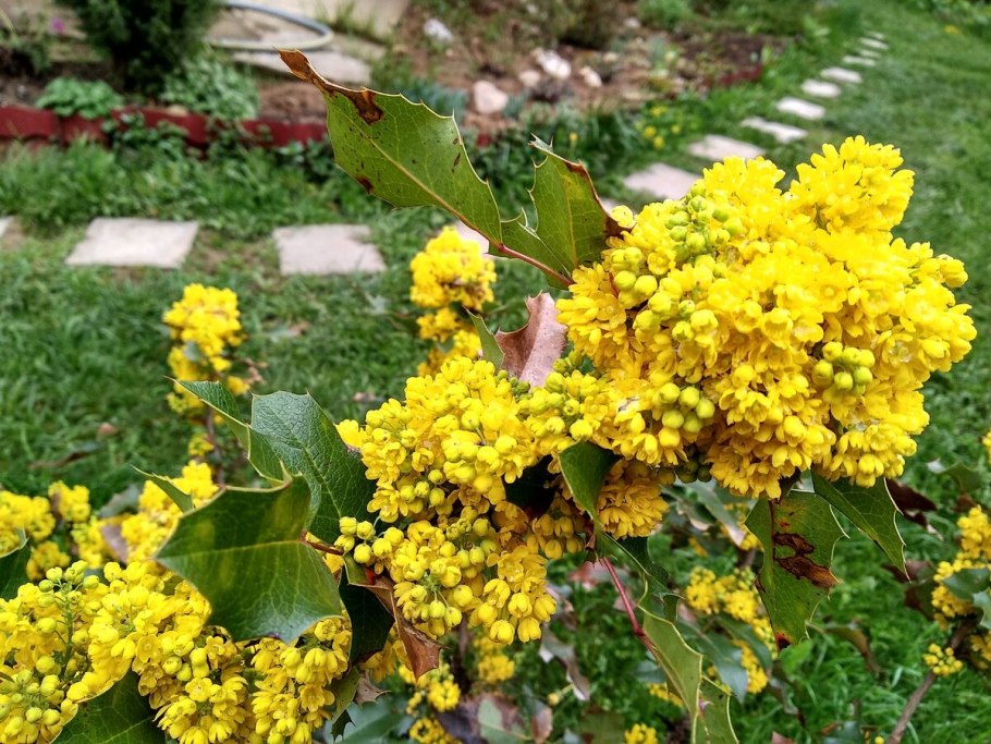 Магония падуболистная куст