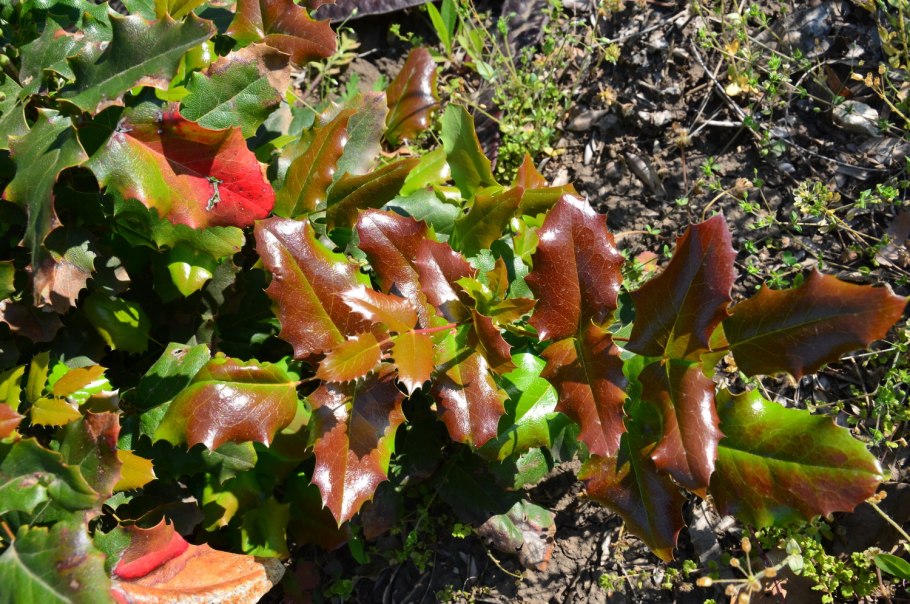 Магония краснолистная