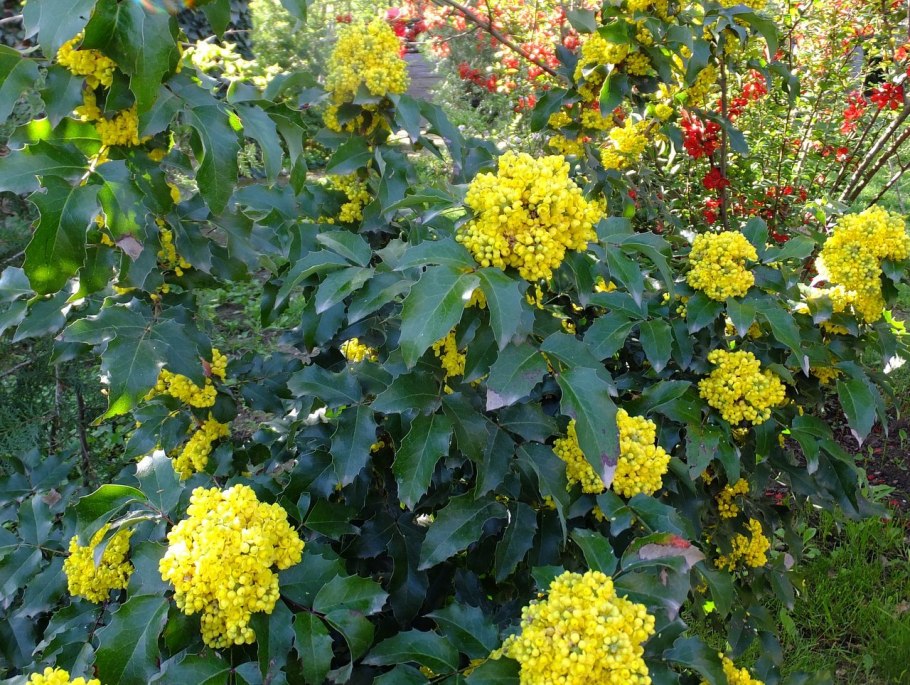 Магонияпадуболистная mahōniaaquifōlium