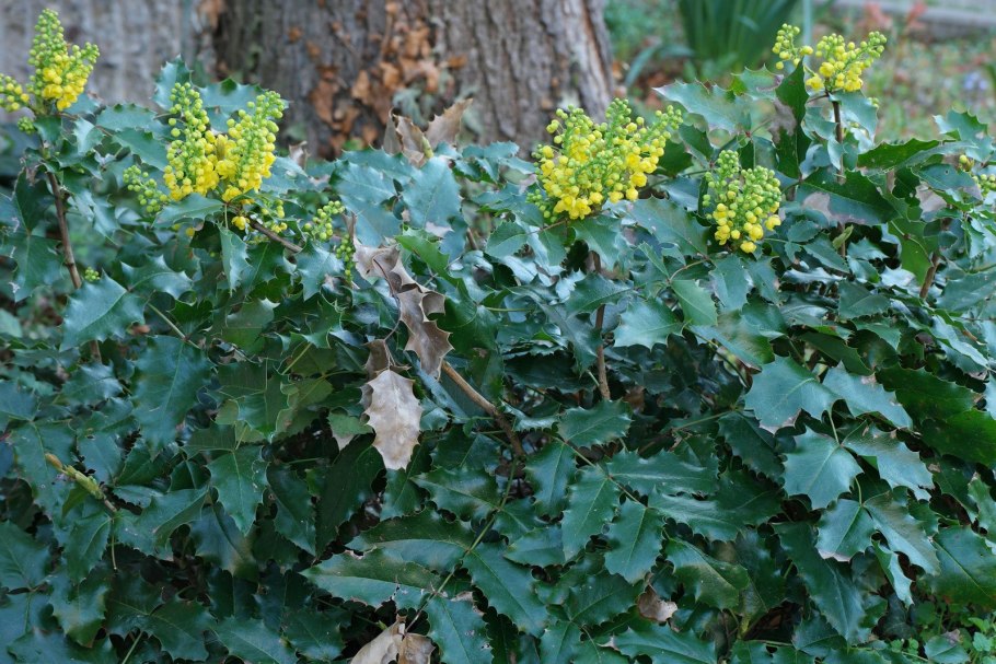 Магония Mahonia aquifolium