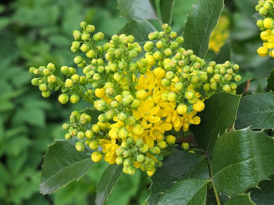 Магнолия падуболистная