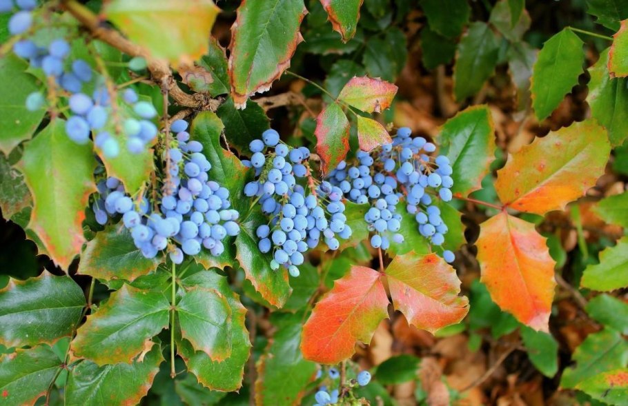 Магнолия поддуболистная
