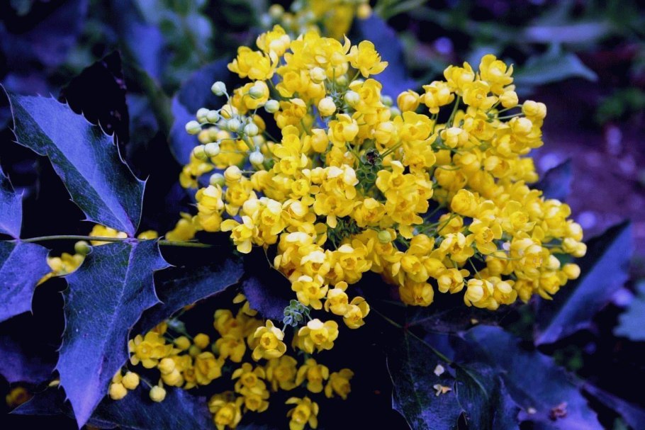 Магния поддуболистная