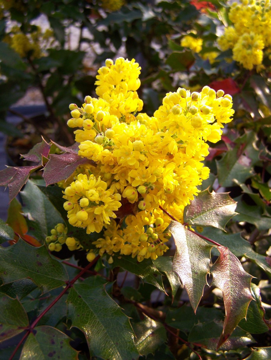 Магония падуболистная Атропурпуреа